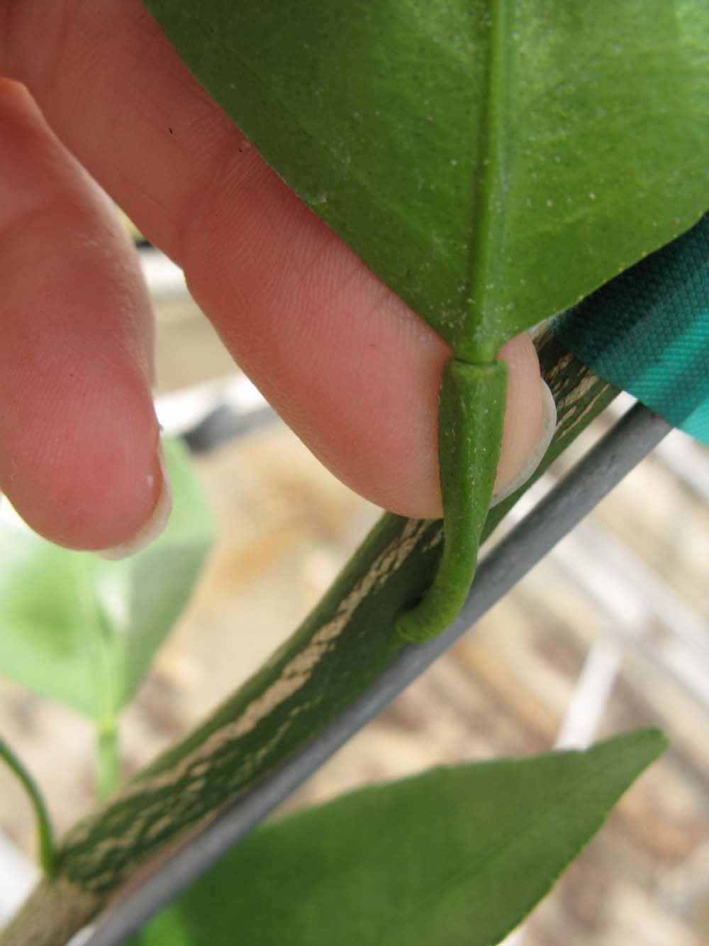              Petiole (Phillip Rucks Citrus Nursery, Frostproof,   FL)       